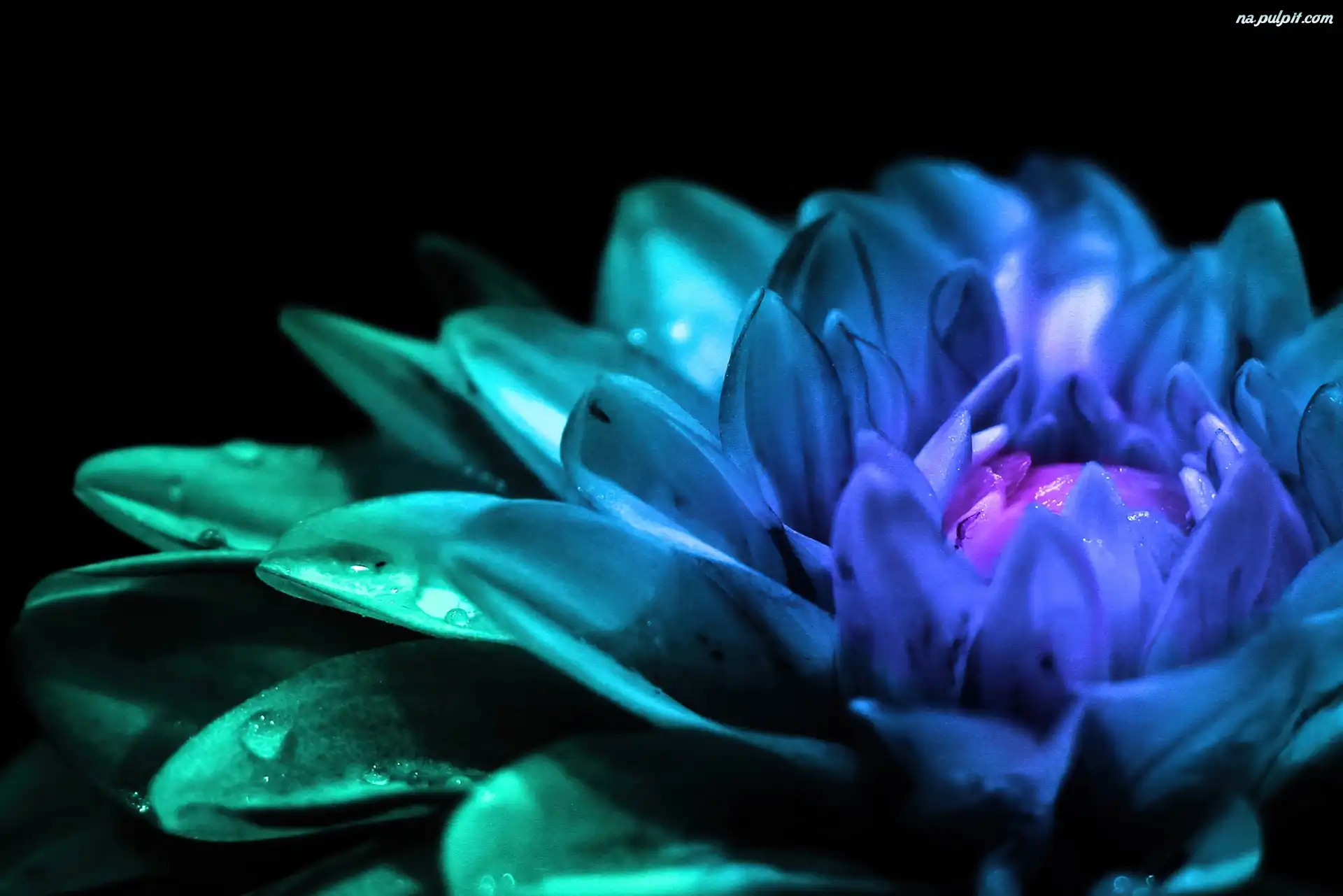 http://www.tapeta-niebieski-kwiat-1.na-pulpit.com/zdjecia/niebieski-kwiat-1.jpeg